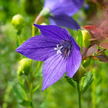 Platycodon grandiflorus Fuji Blue - Campanula cinese