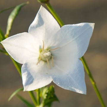 Platycodon grandiflorus Fuji White - Campanula cinese