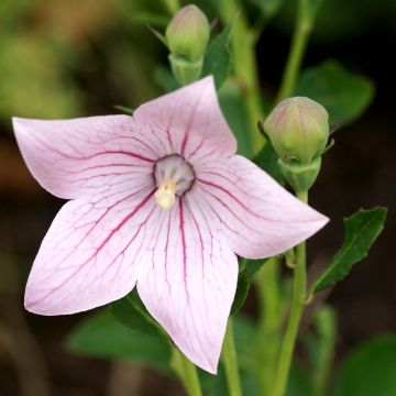 Platycodon grandiflorus Perlmutterschale - Campanula cinese