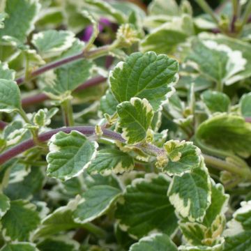 Plectranthus coleoides Variegatus