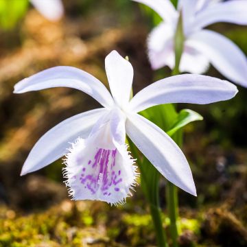 Pleione Glacier Peak