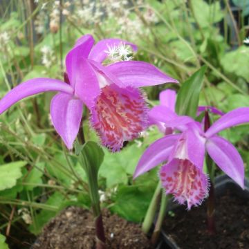 Pleione Tongariro (bulbi)