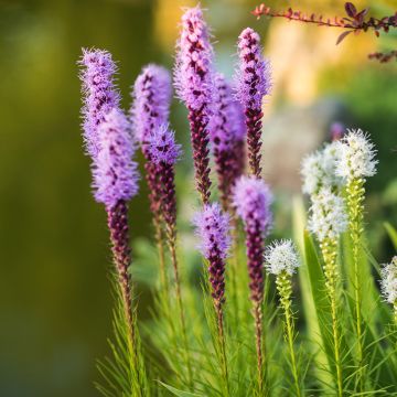 Liatris spicata Kobold