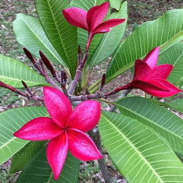 Plumeria rubra - Frangipani Pomelia