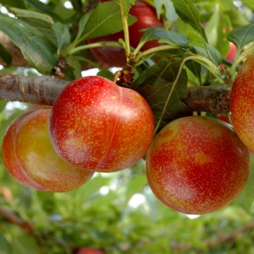 Pluot Flavor Candy