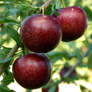 Pluot Purple Candy