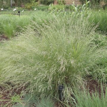 Poa labillardieri