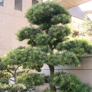 Podocarpus macrophyllus - Podocarpo