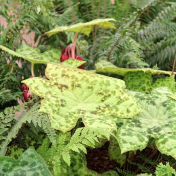 Podophyllum Spotty Dotty - Podofillo