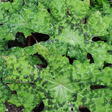 Podophyllum delavayi - Podofillo