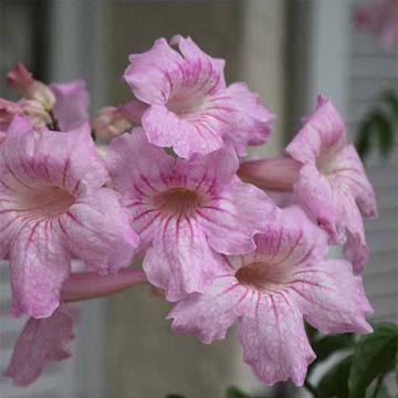 Podranea ricasoliana Comtesse Sarah - Bignonia rosa