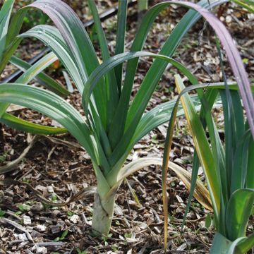 Porro Monstrueux d'Elbeuf Bio - Ferme de Sainte Marthe