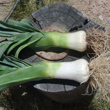 Porro Monstrueux de Carentan Bio