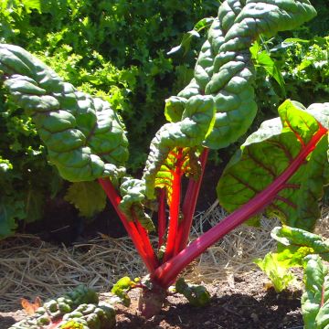 Bietola da coste Rhubarb Chard