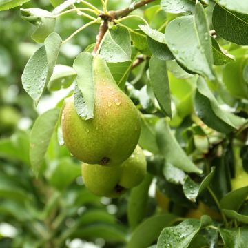 Pero Curé, Poire de Curé