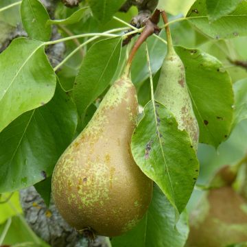 Pero nano Fruit Me Pear Me Conférence