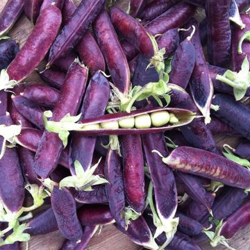 Pisello rampicante Capucine ou Blauwschokker