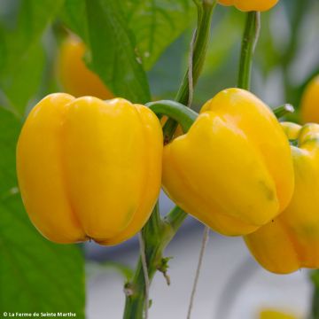 Peperone Quadrato d’Asti giallo Bio