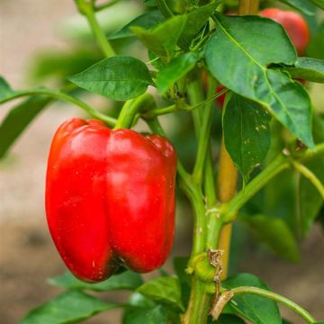 Peperone Quadrato d'Asti Rosso