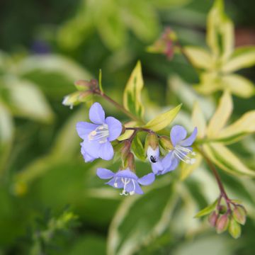 Polemonium reptans Stairway to Heaven