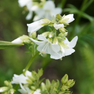 Polemonium caeruleum Album - Valeriana greca