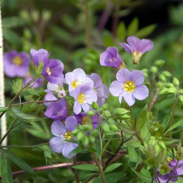 Polemonium caeruleum Lambrook Mauve - Valeriana greca