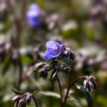 Polemonium Heaven Scent