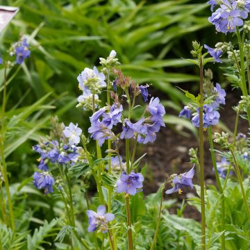 Polemonium reptans Blue Pearl