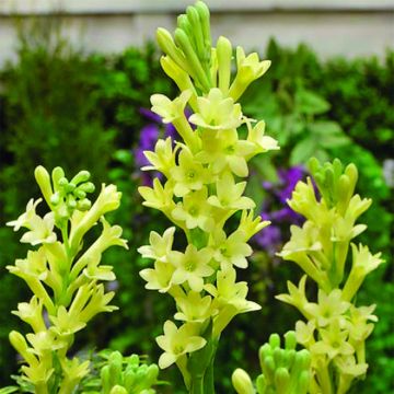 Polyanthes tuberosa Super Gold - Agave amica