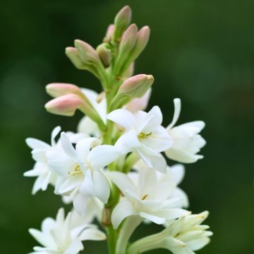 Polyanthes tuberosa The Pearl - Agave amica