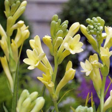 Polyanthes tuberosa Yellow Baby - Agave amica