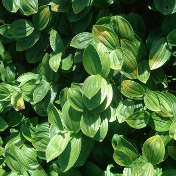 Polygonatum humile - Sigillo di Salomone