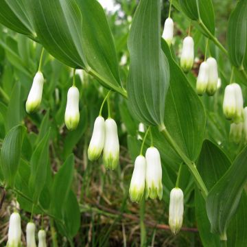 Polygonatum odoratum - Sigillo di Salomone comune