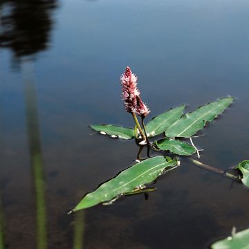 Persicaria amphibia - Poligono anfibio