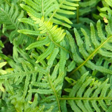 Polypodium cambricum Whitley Giant - Polipodio meridionale