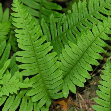 Polypodium vulgare - Polipodio comune