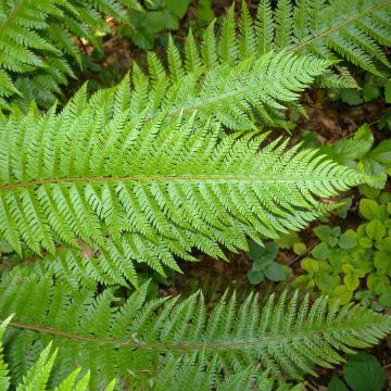 Polystichum aculeatum - Felce aculeata