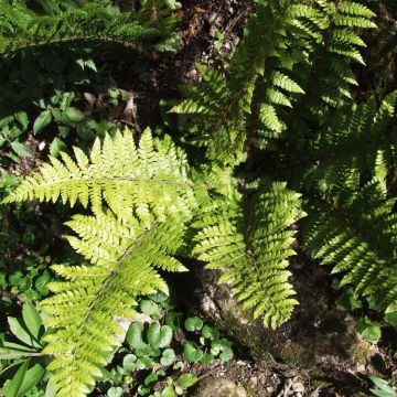 Polystichum braunii - Felce di Braun