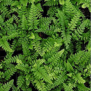 Polystichum makinoi