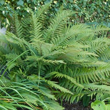 Polystichum polyblepharum