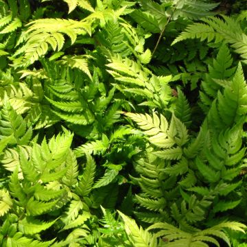 Polystichum rigens