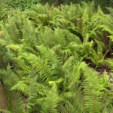 Polystichum setiferum - Felce setifera