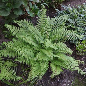 Polystichum setiferum Herrenhausen - Felce setifera