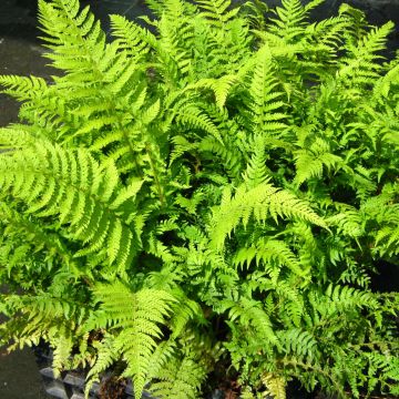 Polystichum setiferum Dahlem - Felce setifera