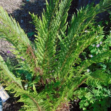 Polystichum setiferum Plumosum Bevis - Felce setifera