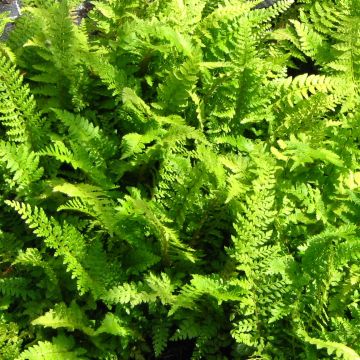 Polystichum setiferum Proliferum - Felce setifera