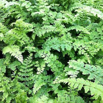 Polystichum setiferum Proliferum Wollastonii - Felce setifera