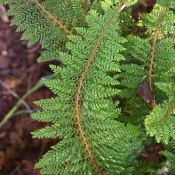 Polystichum setiferum Densum - Felce setifera