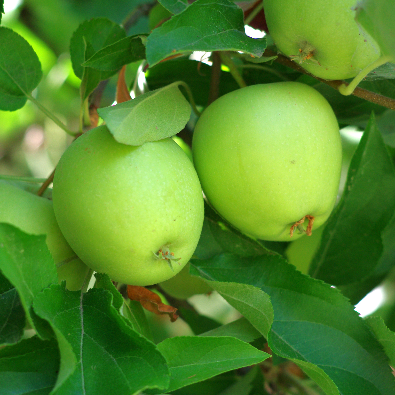 Melo Granny Smith