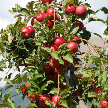 Melo nano Fruit Me Apple Me Red Gala